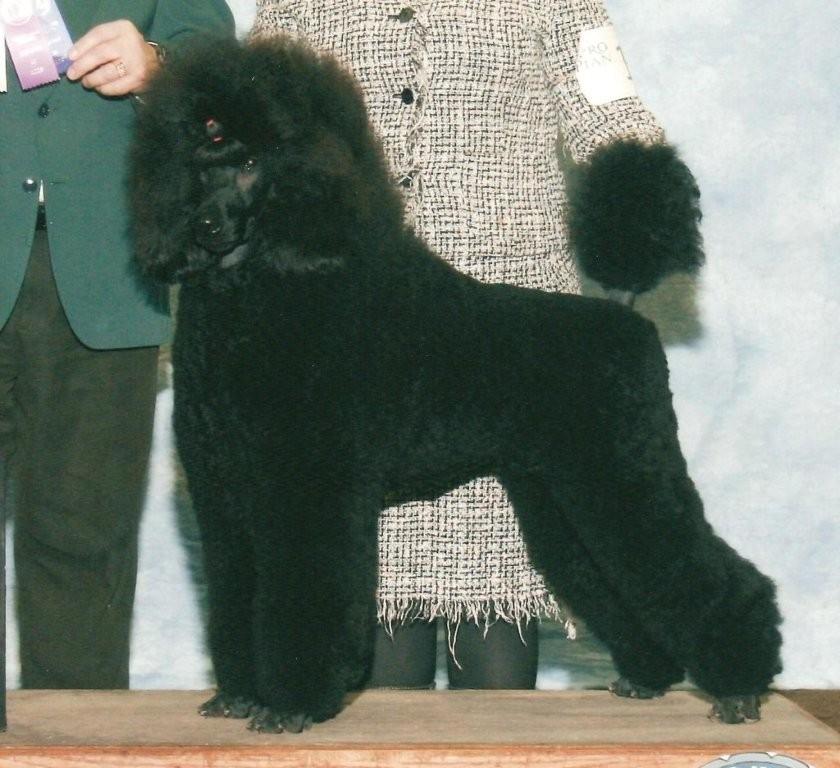 photo of black standard poodle at dog show