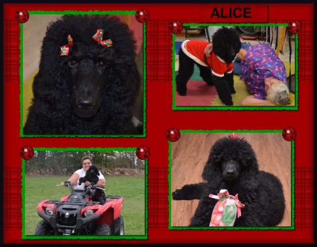 photos of black poodle