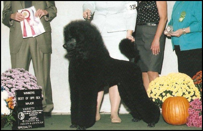 black poodle, Benny