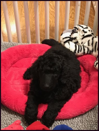 female poodle puppy