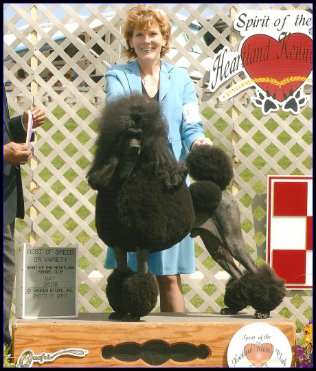 photo of black standard poodle winning Best of Breed