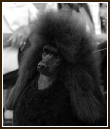 black and white photo of black standard poodle