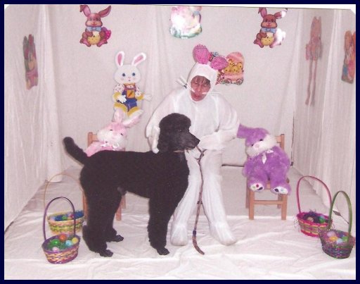 black poodle with Easter Bunny