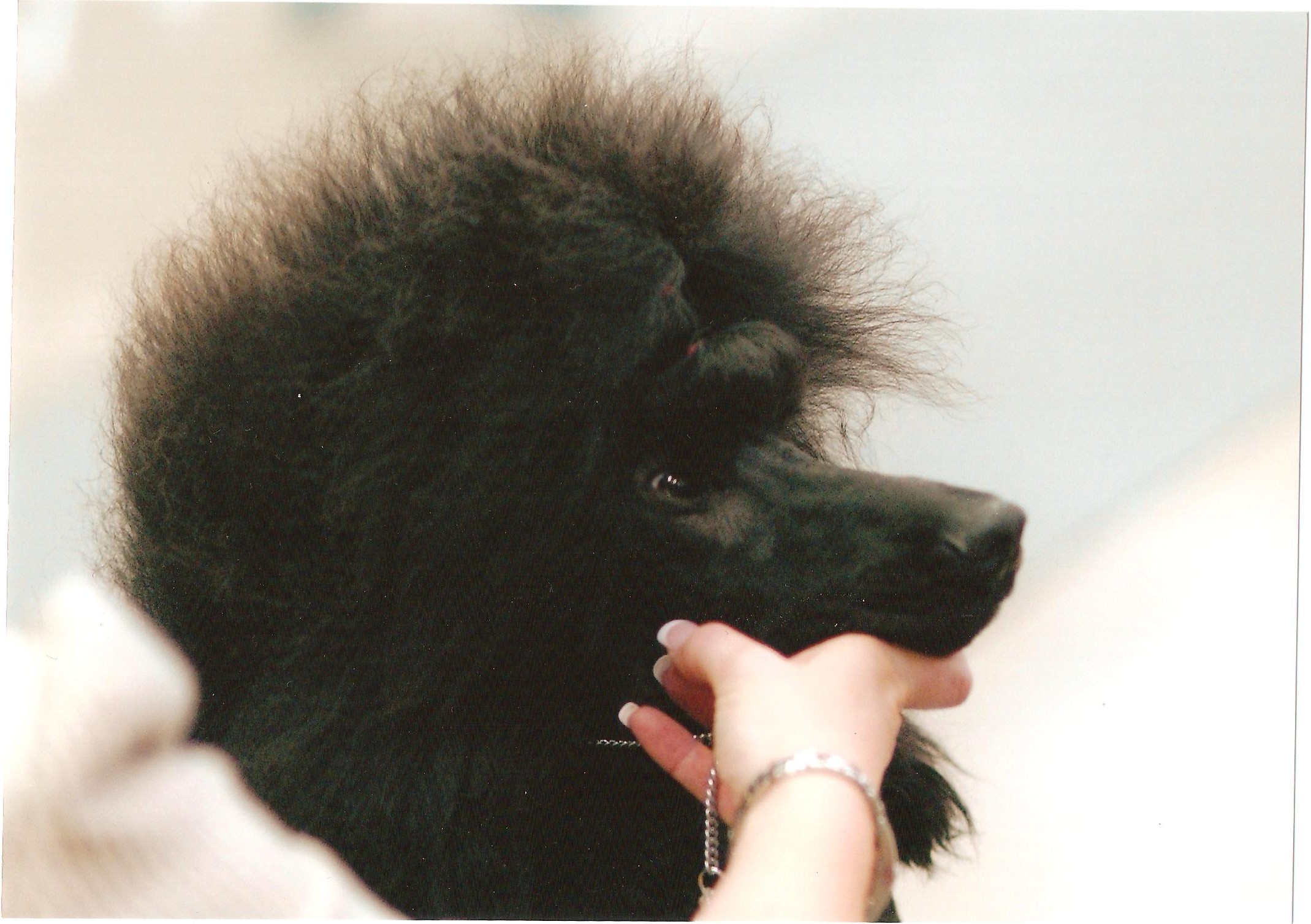 photo of black standard poodle's head