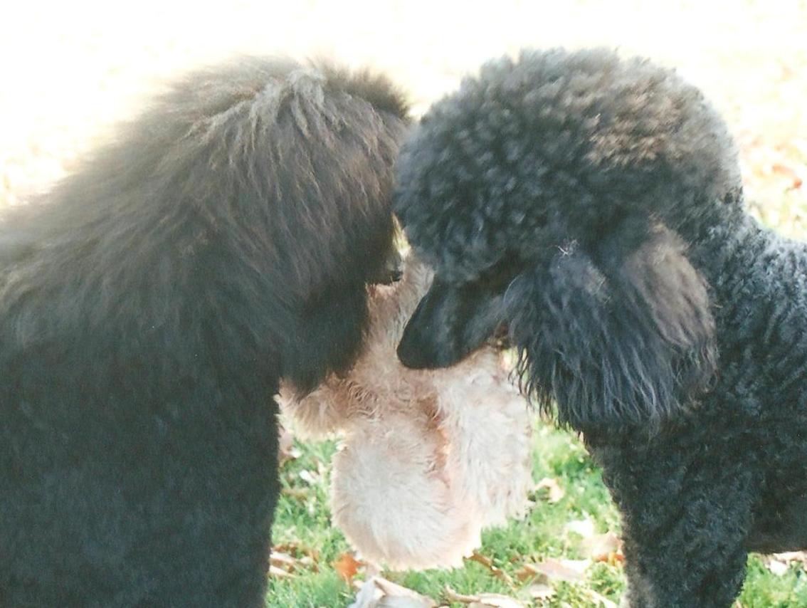 standard poodles playing