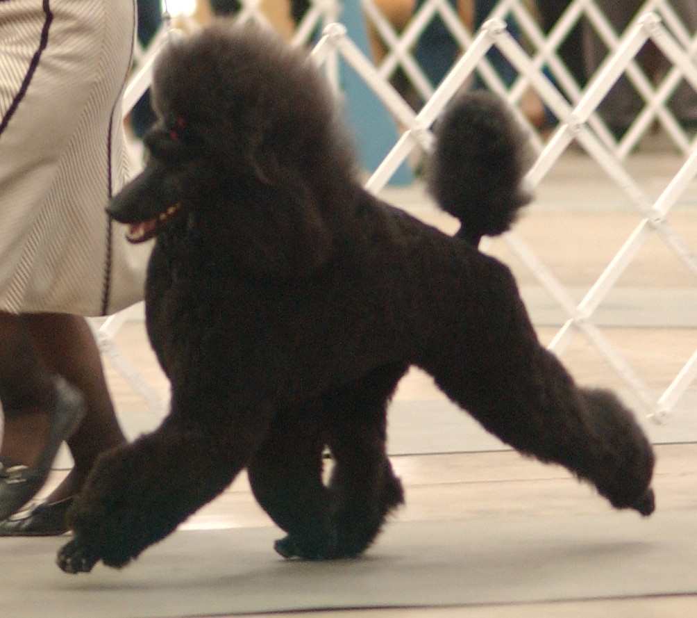 photo of black standard poodle trotting in show ring