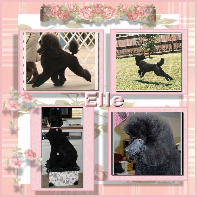 photos of black standard poodle