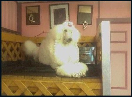 poodle relaxing