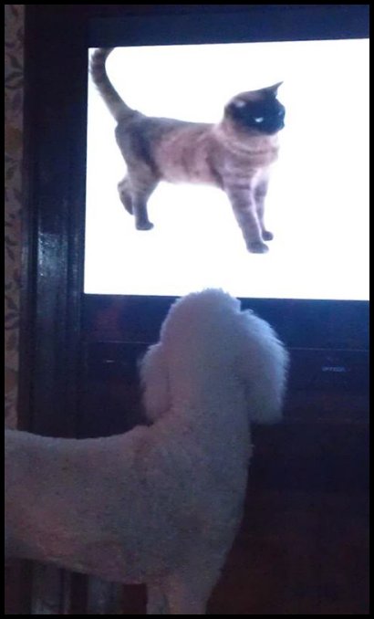 poodle watching TV