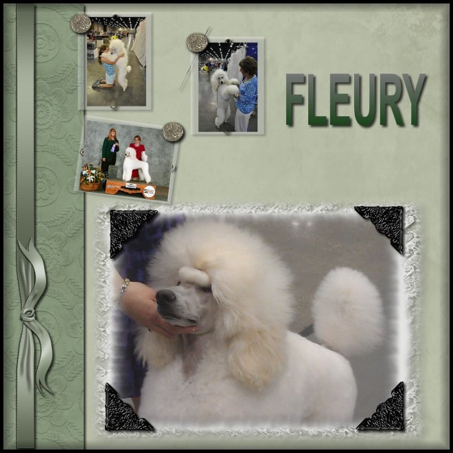 photos of white standard poodle