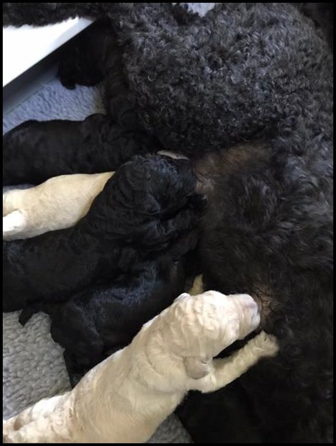 newborn poodle puppies