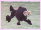 poodle running with toy in yard