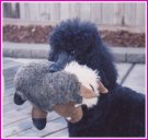 standard poodle with fuzzy toy in mouth