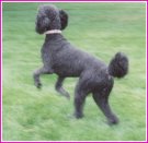 poodle leaping in air