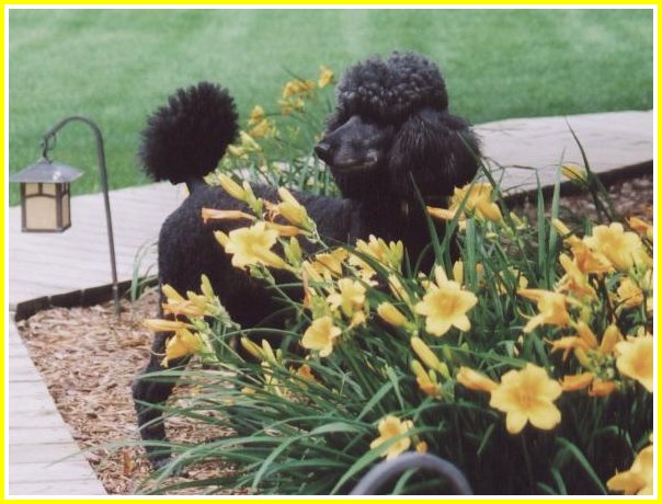 photo of black standard poodle by flowers