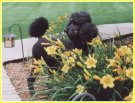 poodle standing by yellow flowers