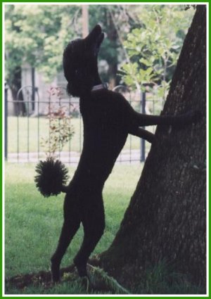 photo of black standard poodle with paws on tree