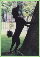 black poodle jumping on tree
