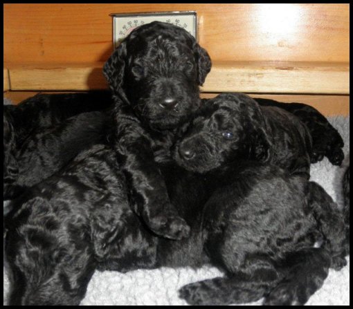 black poodle pups