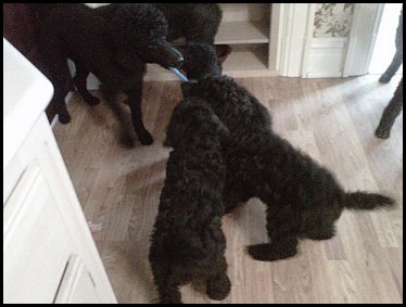 standard poodles playing