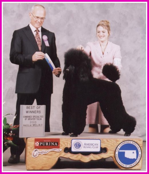 photo of black standard poodle going Best of Winners