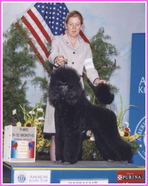 photo of black standard poodle