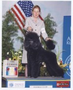 standard poodle puppy 3rd at national