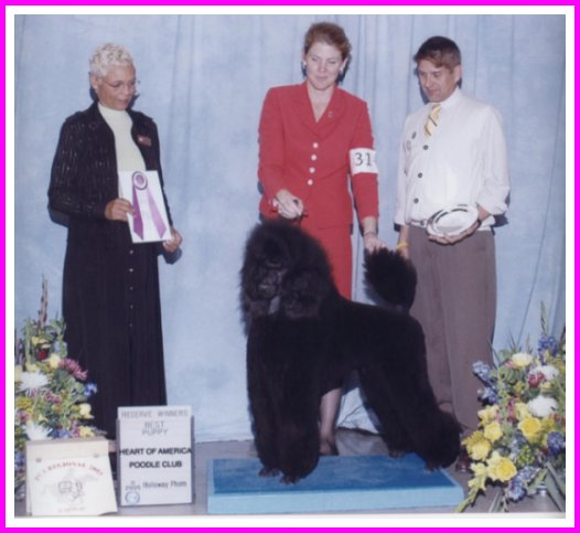 photo of black standard poodle puppy winning