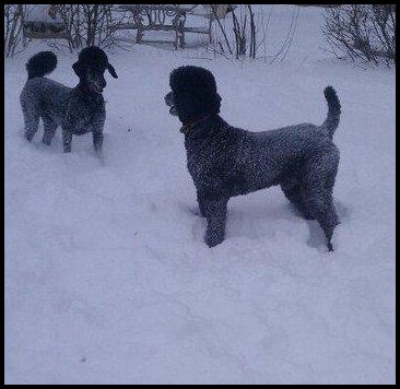 poodles playing in the snow