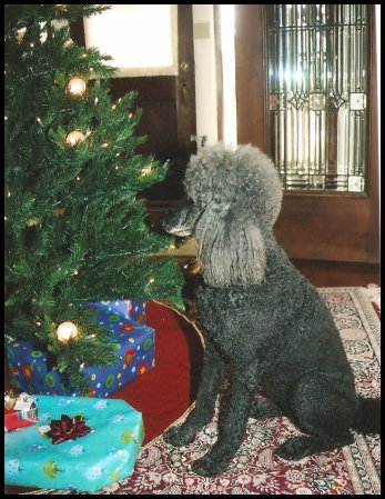 standard poodle under Christmas tree